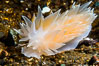 Alabaster Nudibranch, white-lined dirona, Dirona albolineata, Vancouver Island. British Columbia, Canada. Image #34329