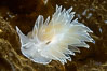 Alabaster Nudibranch, white-lined dirona, Dirona albolineata, Vancouver Island. British Columbia, Canada. Image #34355