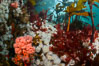 Colorful anemones and soft corals, bryozoans and kelp cover the rocky reef in a kelp forest near Vancouver Island and the Queen Charlotte Strait.  Strong currents bring nutrients to the invertebrate life clinging to the rocks. British Columbia, Canada. Image #34377