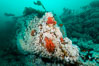 Plumose anemones and pink soft corals,  Browning Pass, Vancouver Island, Canada. British Columbia. Image #34400