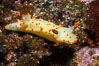 Clown Nudibranch, Triopha catalinae, Browning Passage, Vancouver Island. British Columbia, Canada. Image #34414