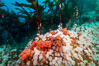 Plumose anemones, bull kelp and pink soft corals,  Browning Pass, Vancouver Island, Canada. British Columbia. Image #34440
