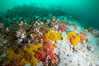 Rich invertebrate life on British Columbia marine reef. Plumose anemones, yellow sulphur sponges and pink soft corals,  Browning Pass, Vancouver Island, Canada. Image #34454