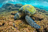 Green sea turtle foraging for algae on coral reef, Chelonia mydas, West Maui, Hawaii. USA. Image #34506