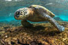 Green sea turtle foraging for algae on coral reef, Chelonia mydas, West Maui, Hawaii. USA. Image #34507
