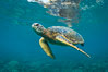 Green sea turtle Chelonia mydas, West Maui, Hawaii. USA. Image #34508