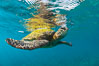 Green sea turtle Chelonia mydas, West Maui, Hawaii. USA. Image #34509