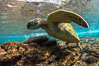 Green sea turtle foraging for algae on coral reef, Chelonia mydas, West Maui, Hawaii. USA. Image #34510
