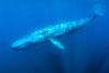 A huge blue whale swims through the open ocean in this underwater photograph. The blue whale is the largest animal ever to live on Earth. San Diego, California, USA. Image #34567