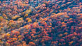 Blue Ridge Parkway Fall Colors, Asheville, North Carolina. USA. Image #34636