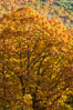 Blue Ridge Parkway Fall Colors, Asheville, North Carolina. USA. Image #34641