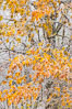Early Snow and Late Blue Ridge Parkway Fall Colors, Asheville, North Carolina. USA. Image #34647