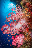 Closeup view of  colorful dendronephthya soft corals, reaching out into strong ocean currents to capture passing planktonic food, Fiji. Bligh Waters. Image #34713