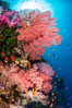 Beautiful South Pacific coral reef, with Plexauridae sea fans, schooling anthias fish and colorful dendronephthya soft corals, Fiji. Image #34716