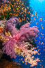 Brilliantlly colorful coral reef, with swarms of anthias fishes and soft corals, Fiji. Bligh Waters. Image #34722