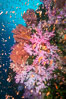 Beautiful South Pacific coral reef, with Plexauridae sea fans, schooling anthias fish and colorful dendronephthya soft corals, Fiji. Image #34766