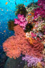 Beautiful South Pacific coral reef, with Plexauridae sea fans, schooling anthias fish and colorful dendronephthya soft corals, Fiji. Image #34769