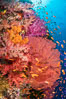 Beautiful South Pacific coral reef, with Plexauridae sea fans, schooling anthias fish and colorful dendronephthya soft corals, Fiji. Image #34803