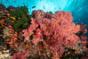 Brilliantlly colorful coral reef, with swarms of anthias fishes and soft corals, Fiji. Image #34805