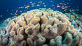 Sarcophyton leather coral on coral reef, Fiji. Vatu I Ra Passage, Bligh Waters, Viti Levu Island. Image #34813
