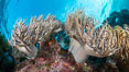 Sinularia flexibilis finger leather soft coral, Fiji. Namena Marine Reserve, Namena Island. Image #34841