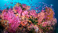 Vibrant displays of color among dendronephthya soft corals on South Pacific reef, reaching out into strong ocean currents to capture passing planktonic food, Fiji. Vatu I Ra Passage, Bligh Waters, Viti Levu Island. Image #34882