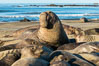 Northern elephant seals, Piedras Blancas. San Simeon, California, USA. Image #35136