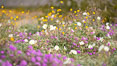 Wildflowers, Anza Borrego Desert State Park. Anza-Borrego Desert State Park, Borrego Springs, California, USA. Image #35210