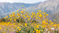 Desert Sunflower Blooming Across Anza Borrego Desert State Park. Anza-Borrego Desert State Park, Borrego Springs, California, USA. Image #35211
