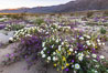 Dune primrose (white) and sand verbena (purple) bloom in spring in Anza Borrego Desert State Park, mixing in a rich display of desert color. Anza-Borrego Desert State Park, Borrego Springs, California, USA. Image #35217