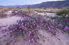 Sand verbena wildflowers on sand dunes, Anza-Borrego Desert State Park. Borrego Springs, California, USA. Image #35221