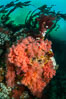Pink Soft Coral, Gersemia Rubiformis, Browning Pass, Vancouver Island. British Columbia, Canada. Image #35254