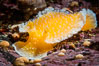 Orange Peel Nudibranch, Tochuina gigantea, Browning Pass, Vancouver Island. British Columbia, Canada. Image #35259