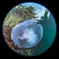 Moon jelly, Browning Pass, Vancouver Island, Canada. British Columbia. Image #35283