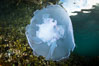 Moon jelly, Browning Pass, Vancouver Island, Canada. British Columbia. Image #35335