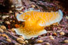 Orange Peel Nudibranch, Tochuina gigantea, Browning Pass, Vancouver Island. British Columbia, Canada. Image #35355
