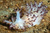 Red Nudibranch, Dendronotus rufus, Browning Pass, Vancouver Island. British Columbia, Canada. Image #35453