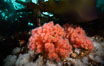Pink Soft Coral (Gersemia Rubiformis), and Plumose Anemones (Metridium senile) cover the ocean reef, Browning Pass, Vancouver Island. British Columbia, Canada. Image #35472
