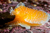 Orange Peel Nudibranch, Tochuina gigantea, Browning Pass, Vancouver Island. British Columbia, Canada. Image #35526