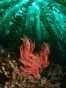 Red gorgonian on rocky reef, below kelp forest, underwater. The red gorgonian is a filter-feeding temperate colonial species that lives on the rocky bottom at depths between 50 to 200 feet deep. Gorgonians are oriented at right angles to prevailing water currents to capture plankton drifting by. Santa Barbara Island, California, USA. Image #35825