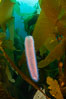 Pyrosome in Kelp Forest, Santa Barbara Island. California, USA. Image #35826