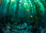 Kelp Forest, Santa Barbara Island. California, USA. Image #35829