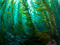 Kelp Forest, Santa Barbara Island. California, USA. Image #35830