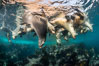 Young California sea lions playing underwater, Coronados Islands, Baja California, Mexico. Coronado Islands (Islas Coronado). Image #35854