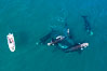 Courtship group of six Southern right whales, Eubalaena australis, Argentina. Puerto Piramides, Chubut. Image #35915