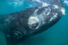 Inquisitive southern right whale underwater, Eubalaena australis, closely approaches cameraman, Argentina. Puerto Piramides, Chubut. Image #35942