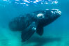 Inquisitive southern right whale underwater, Eubalaena australis, closely approaches cameraman, Argentina. Puerto Piramides, Chubut. Image #35943