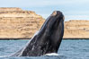 Southern right whale breaching, Eubalaena australis, Argentina. Puerto Piramides, Chubut. Image #35944