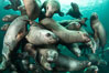 A large group of Steller sea lions underwater, Norris Rocks, Hornby Island, British Columbia, Canada. Image #36052