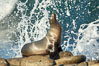 California Sea Lion Posing of Rocks in La Jolla, high surf crashing in the background. USA. Image #36596